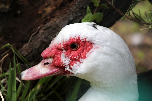 曼城自信心 曼城自信心